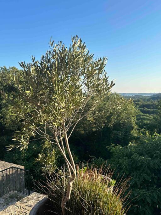 Sous Le « Figuier » Villa Cornillon-Confoux Bagian luar foto